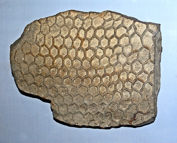 File:Palaeodictyon.JPG