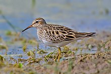 tan sandpiper with dark brown markings