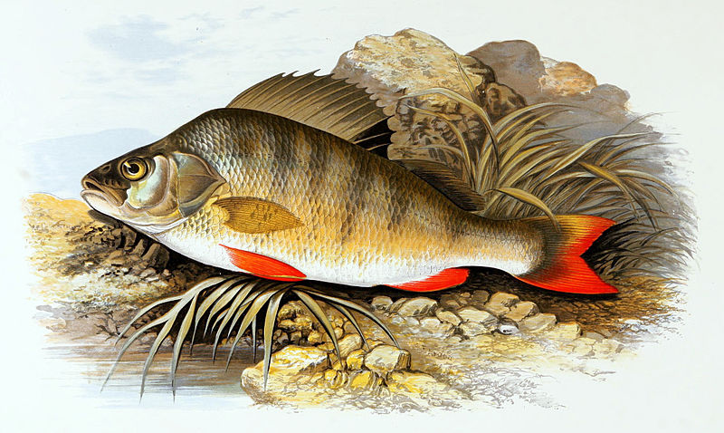 File:Perca fluviatilis 1879.jpg