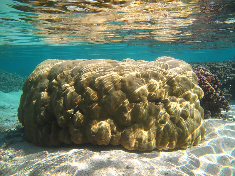 File:Porites lutea.jpg