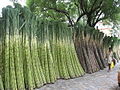 Sugar Cane for sale on a footpath in Kolkata, India