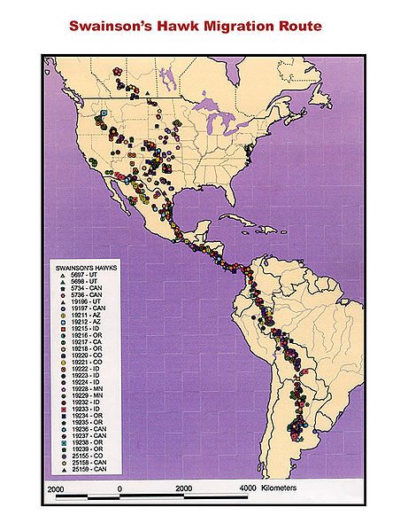 File:Swainson's hawk migration route.jpg