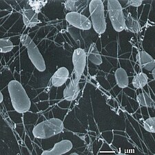 Thermophiles, such as Pyrolobus fumarii, survive well over 100°C