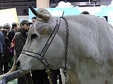 head of a pale-coloured cow