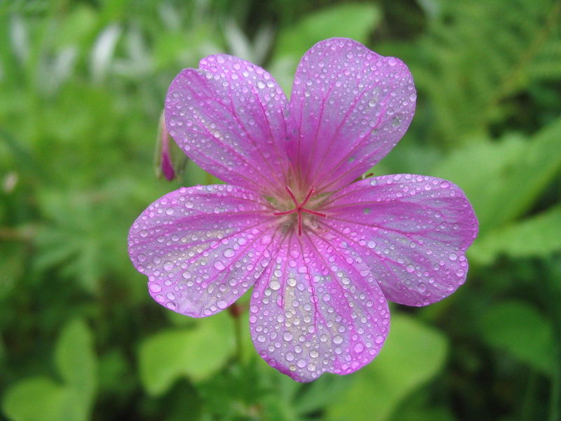 Файл:ValleyOfFlowers MorningDew.JPG