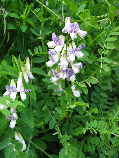 File:Vicia sylvatica.jpg