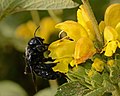 The violet carpenter bee (Xylocopa violacea) is one of the largest bees in Europe.