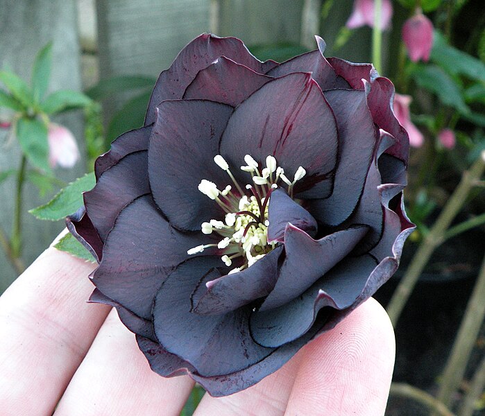 File:"Blue-black" double hellebore.JPG