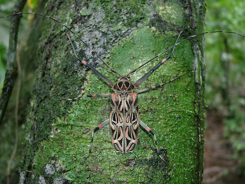 File:Acrocinus longimanus.jpg