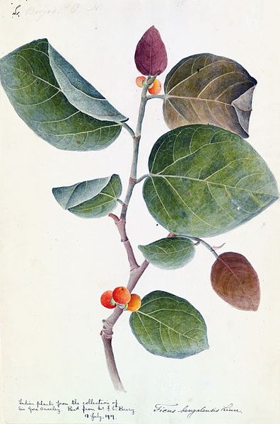 File:Banyan botanical c1800-1830.jpg