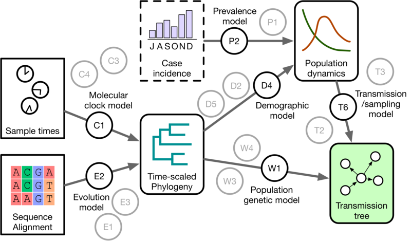 File:Bayesian phylodynamic model components.png