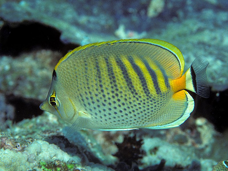 File:Bep chaetodon punctatofasciatus.jpg