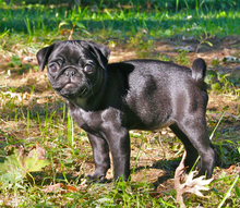 A small black pug puppy.