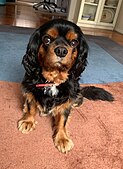 Black-and-tan Cavalier King Charles Spaniel