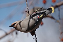 Bohemian Waxwing 2007.jpg