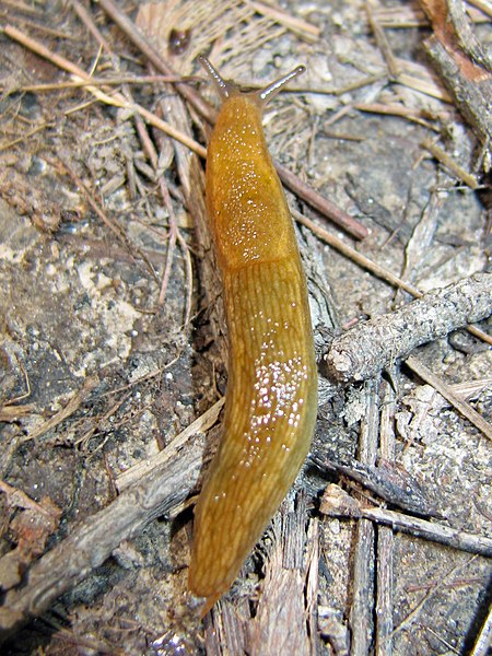 File:Brown Slug (3714909723).jpg