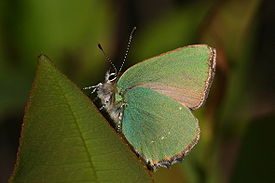 Малинница (Callophrys rubi)