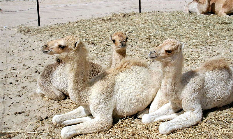 File:Camels in Dubai 2.jpg