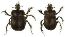 Ceratophyus polyceros.png