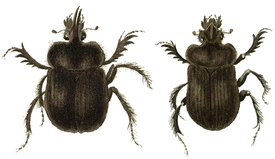 Ceratophyus polyceros