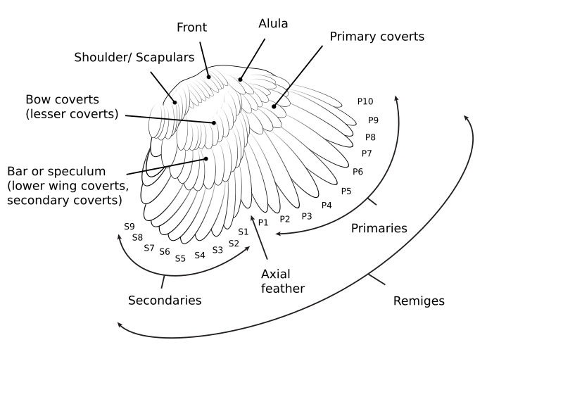 File:Chicken wing.svg