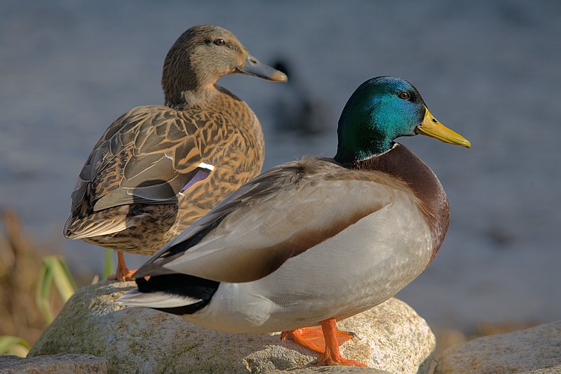 Файл:Ducks in plymouth, massachusetts.jpg