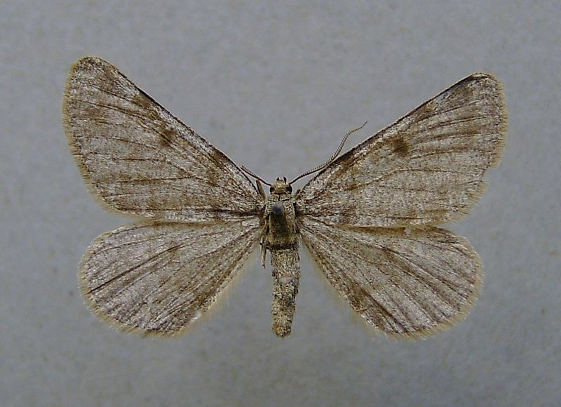 File:Elophos caelibaria.jpg