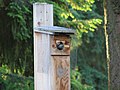 Flicker chicks at nest box