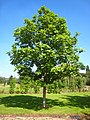 Image 23Fraxinus excelsior (from List of trees of Great Britain and Ireland)