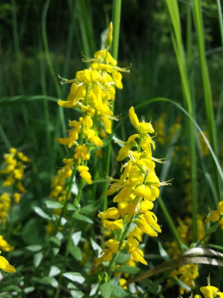 Файл:Genista germanica sl2.jpg