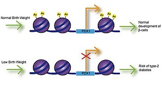 PDX1 is an essential transcription factor for proper development and function of pancreatic beta cells. Poor maternal nutrition is linked to intrauterine growth restriction (IUGR) and low birth weight, and can result in decreased expression of PDX1 through decreased histone acetylation at the PDX1 proximal promoter. Reduced expression of PDX1 may result in improper formation of beta cells and increase the risk of type-2 diabetes in the offspring.