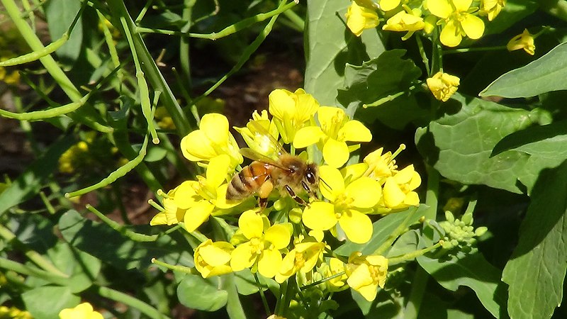 File:Honeybee pollen turnips.jpg