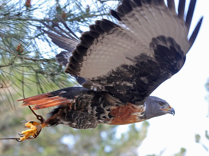 Файл:Jackal Buzzard RWD.jpg