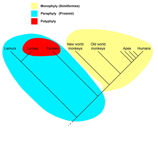 File:Monophyly, paraphyly, polyphyly.png