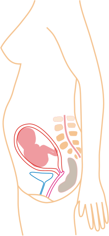 Month 5.svg