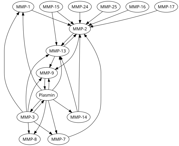 File:Mutual MMP activation.svg