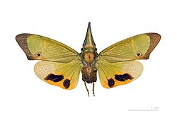 Odontoptera carrenoi