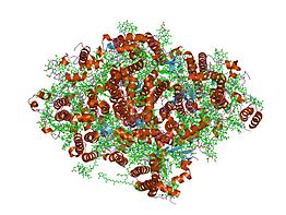 Структура Фотосистемы I из цианобактерии. Показана интегральная часть(ядро) и белки внешней антенны.