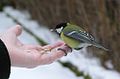 Bird feeding from hand