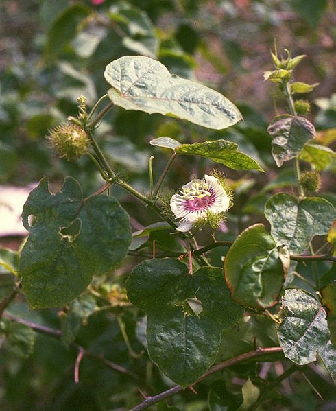 Файл:Passiflora foetida.jpg