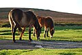 Image 2Ponies grazing on Exmoor near Brendon, North Devon (from Devon)