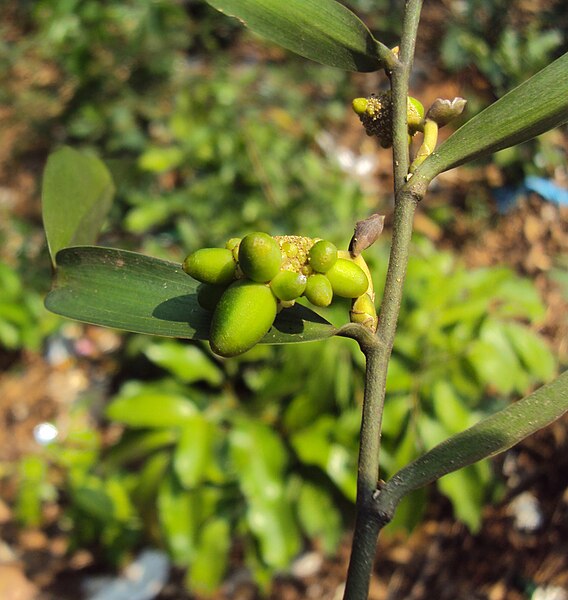 File:Pothos scandens 01.JPG