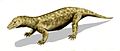 Name:Procynosuchus Time:Lopingian Group:Therapsida Cynodontia