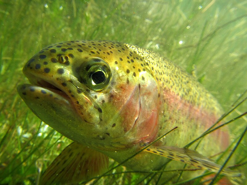 File:Rainbow trout (26809663537).jpg