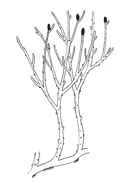 File:Rhynia reconstruction.jpg