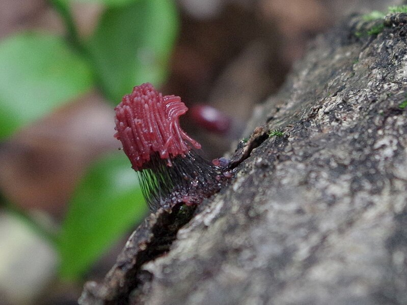 File:Stemonitis fusca a1 (3).JPG