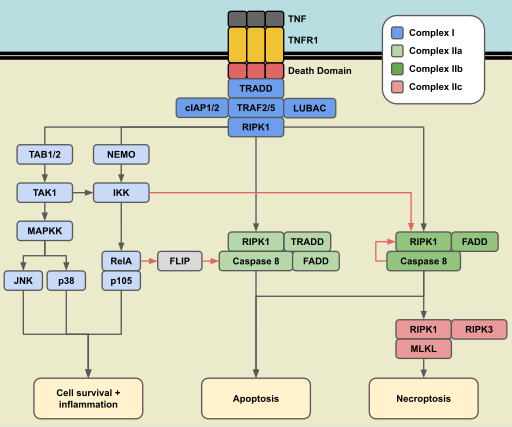 File:TNFR1 Cell Signaling.svg