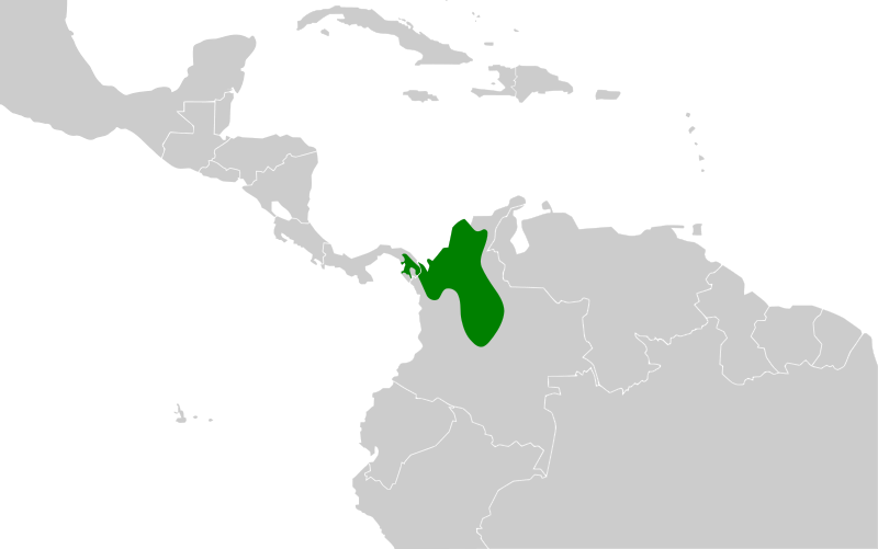 File:Thamnophilus nigriceps map.svg