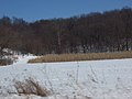 Corn crops in rural Vernon County