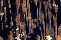 Rusia, delta del río Volga, la baja energía de la cuenca receptora ha permitido el desarrollo ramificado de los canales, detalle.